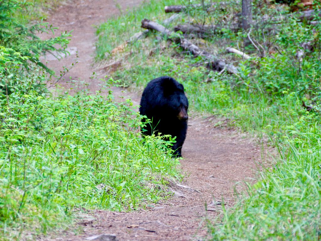 Zwarte beren Canada rondreis